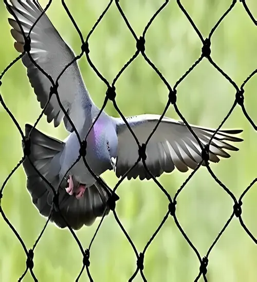 Secure Netting Pigeon Safety Nets - Anantapur - Home