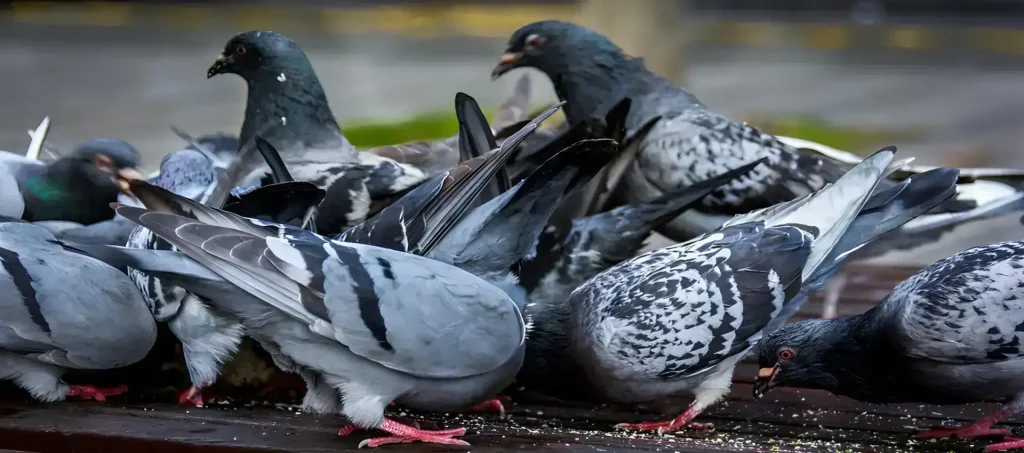 Secure Netting Balcony Net for Pigeons in Kadapa, Kurnool and Anantapur