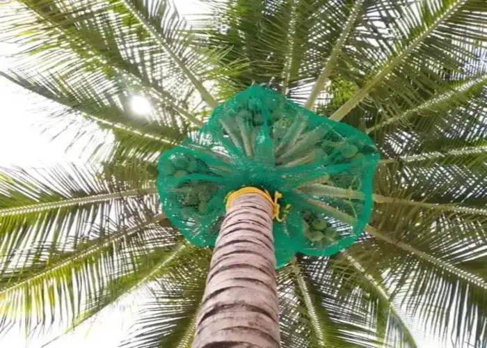 Secure Netting Coconet Tree Nets In Anantapur, Kadapa, Kurnool, Vizag, Vijayawada, Guntur, Tirupati, Nellore, Ongole, Bangalore, Mysore, Chennai, Hyderabad